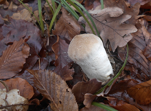 prášnica bradavičnatá Lycoperdon perlatum Pers.