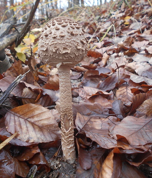 bedľa vysoká Macrolepiota procera (Scop.) Singer