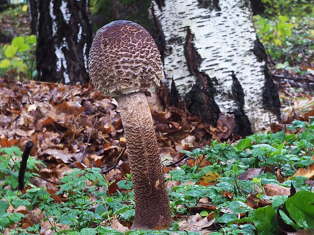 bedľa vysoká Macrolepiota procera (Scop.) Singer