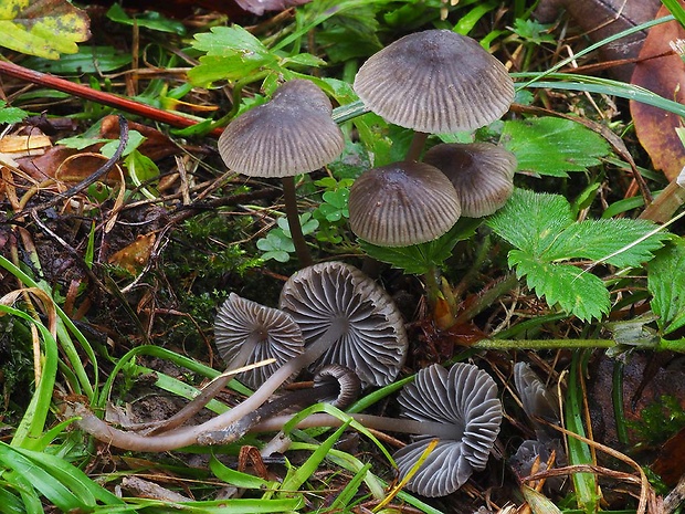 prilbička sivolupeňová Mycena aetites (Fr.) Quél.