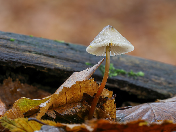 prilbička šafranová Mycena crocata (Schrad.) P. Kumm.