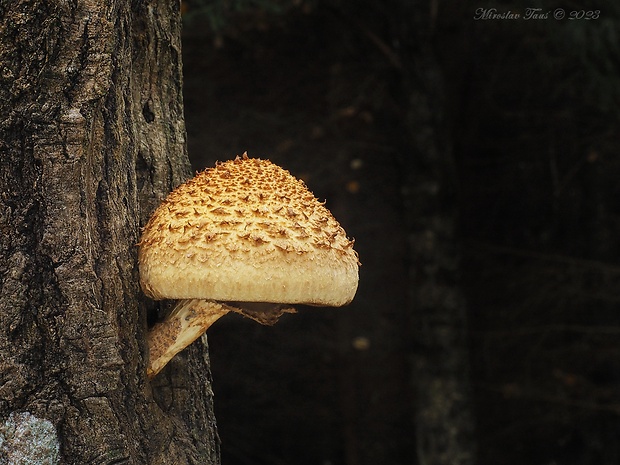 šupinovka šupinatá Pholiota squarrosa (Vahl) P. Kumm.