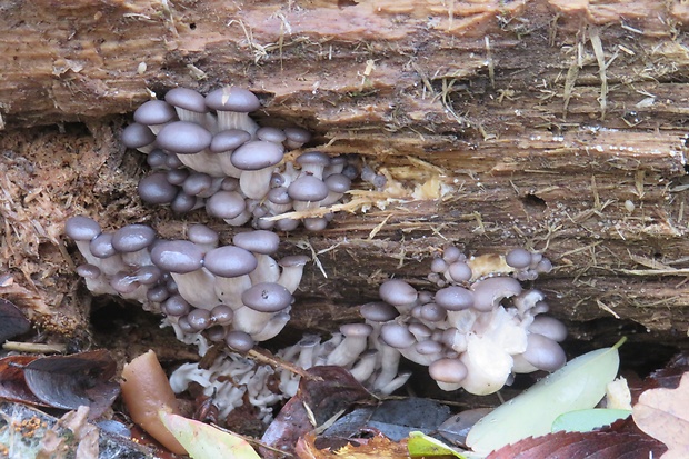 hliva ustricovitá Pleurotus ostreatus (Jacq.) P. Kumm.