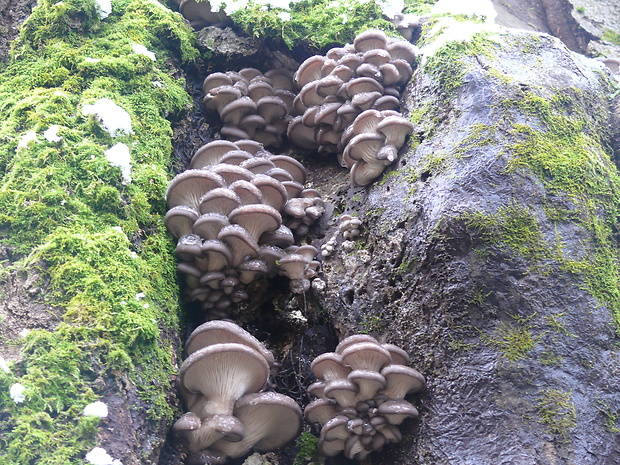 hliva ustricovitá Pleurotus ostreatus (Jacq.) P. Kumm.