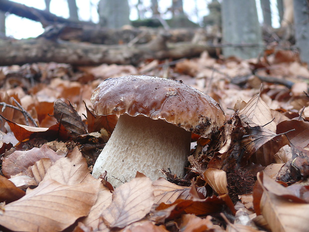 hríb smrekový Pleurotus ostreatus (Jacq.) P. Kumm.