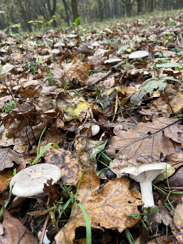 hliva buková Pleurotus pulmonarius (Fr.) Quél.