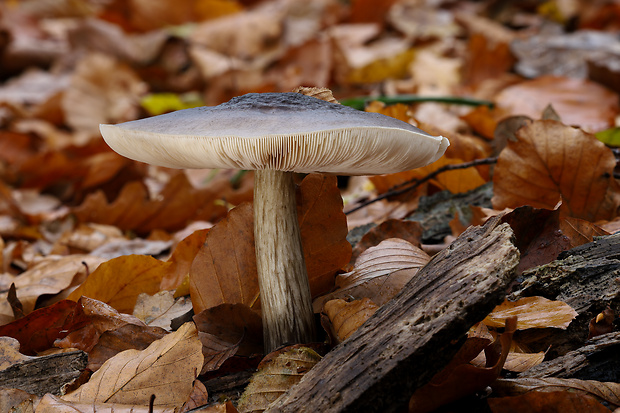 štítovka Pluteus sp.