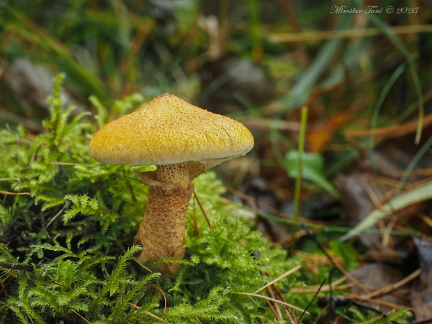 hríbovec dutohlúbikový Suillus cavipes (Opat.) A.H. Sm. & Thiers