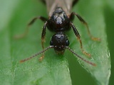 mravec obyčajný 