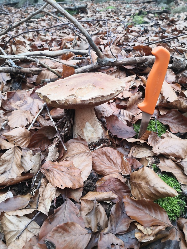 hríb dubový Boletus reticulatus Schaeff.