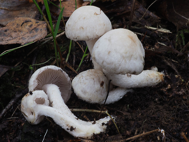 pečiarka Agaricus sp.