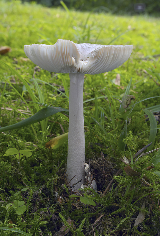 muchotrávka Amanita coryli Neville & Poumarat