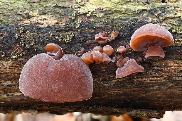 uchovec bazový Auricularia auricula-judae (Bull.) Quél.