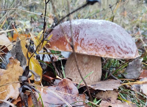 hríb smrekový Boletus edulis Bull.