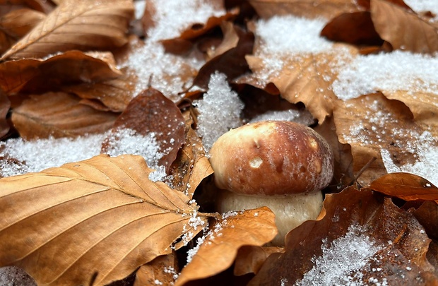 hríb sosnový Boletus pinophilus Pil. et Dermek in Pil.