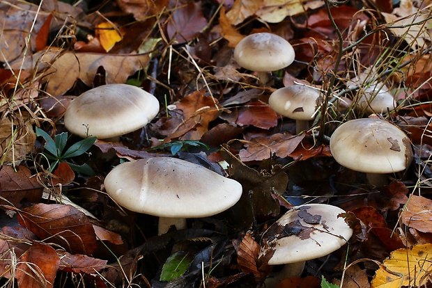 strmuľka inovaťová Clitocybe nebularis (Batsch) P. Kumm.