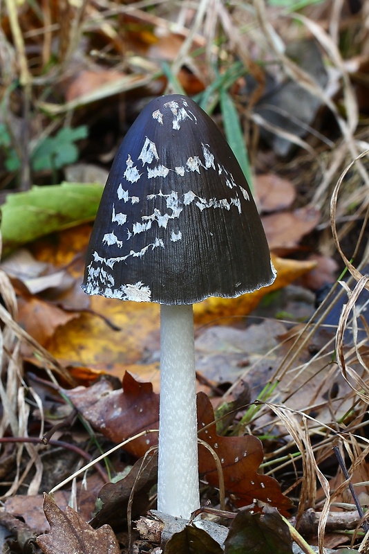 hnojník strakatý Coprinopsis picacea (Bull.) Redhead, Vilgalys & Moncalvo