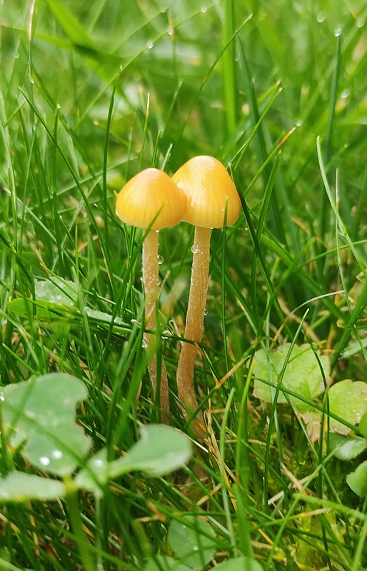 kapucňovka Galerina sp.