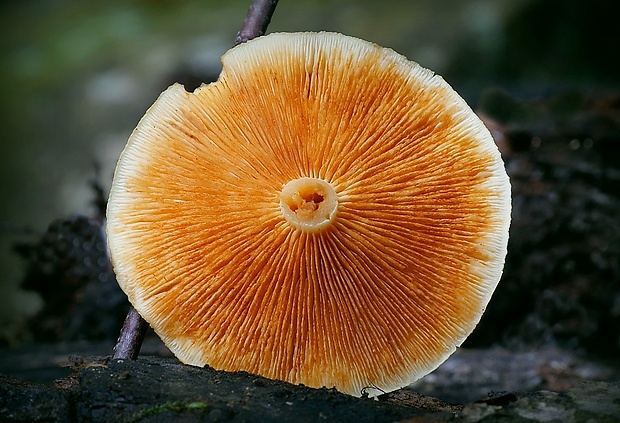 šupinovec nevoňavý Gymnopilus penetrans (Fr.) Murrill