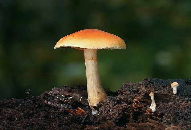 šupinovec nevoňavý Gymnopilus penetrans (Fr.) Murrill