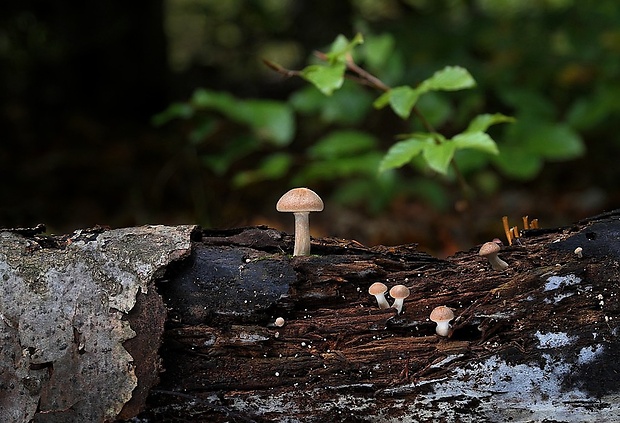 šupinovec nevoňavý Gymnopilus penetrans (Fr.) Murrill