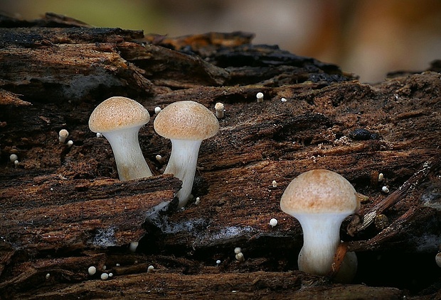 šupinovec nevoňavý Gymnopilus penetrans (Fr.) Murrill