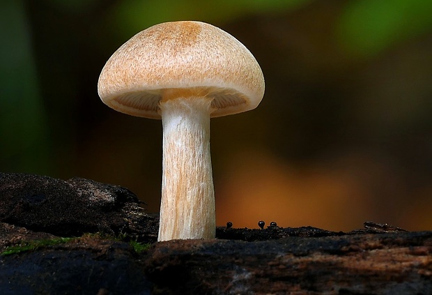 šupinovec nevoňavý Gymnopilus penetrans (Fr.) Murrill