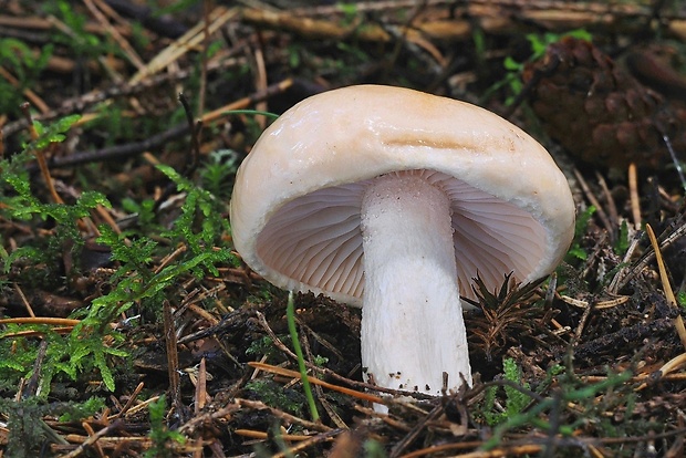 šťavnačka oranžová Hygrophorus abieticola Krieglst. ex Gröger & Bresinsky