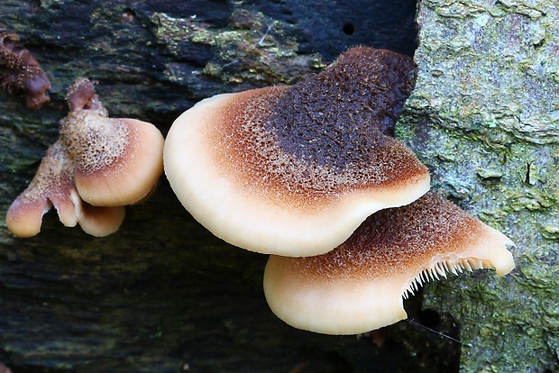 húževnatček medvedí Lentinellus ursinus (Fr.) Kühner