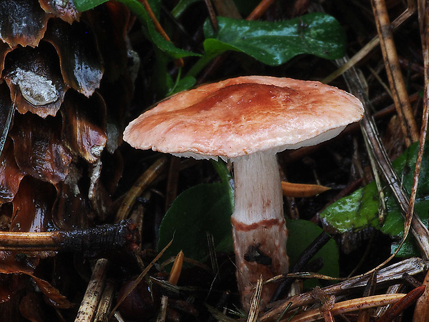 bedlička ružovkastá Lepiota subincarnata J.E. Lange