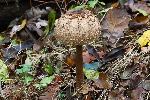 bedľa vysoká Macrolepiota procera (Scop.) Singer