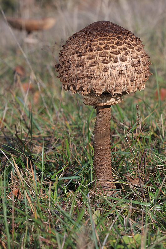 bedľa vysoká Macrolepiota procera (Scop.) Singer