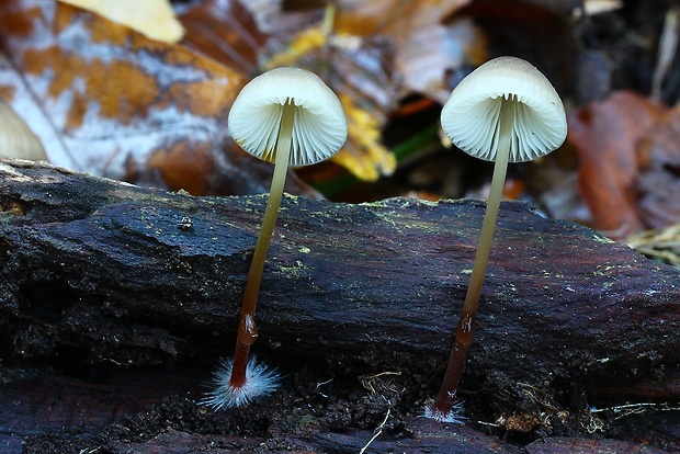 prilbička šafranová Mycena crocata (Schrad.) P. Kumm.