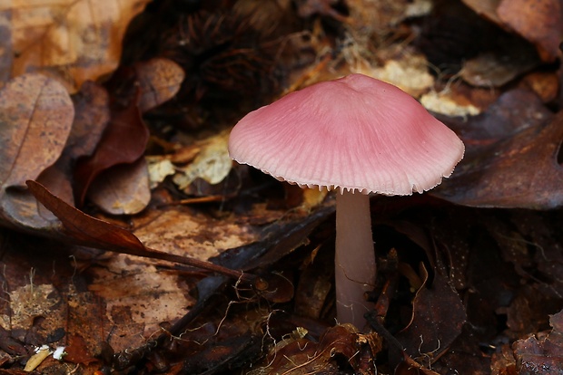 prilbička ružovkastá Mycena rosea Gramberg