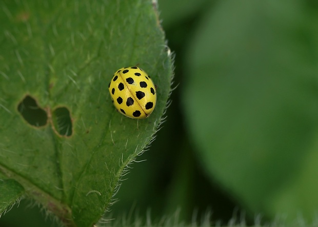 lienka múčnatá Psyllobora vigintiduopunctata