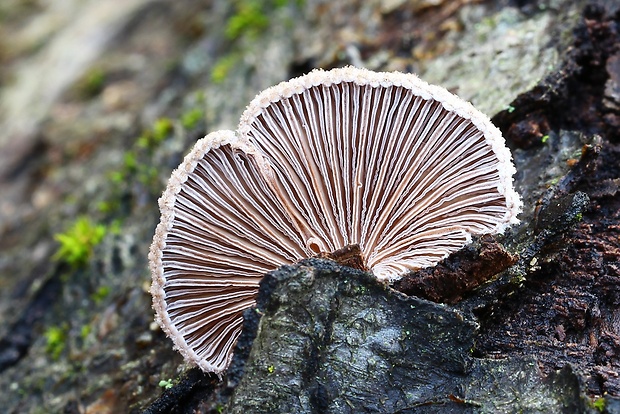 klanolupeňovka obyčajná Schizophyllum commune Fr.