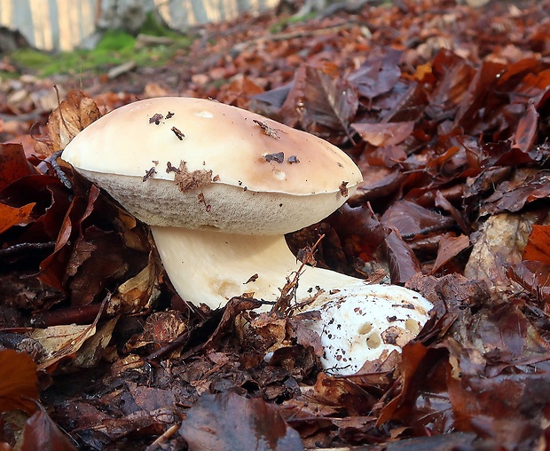 hríb smrekový Boletus edulis Bull.