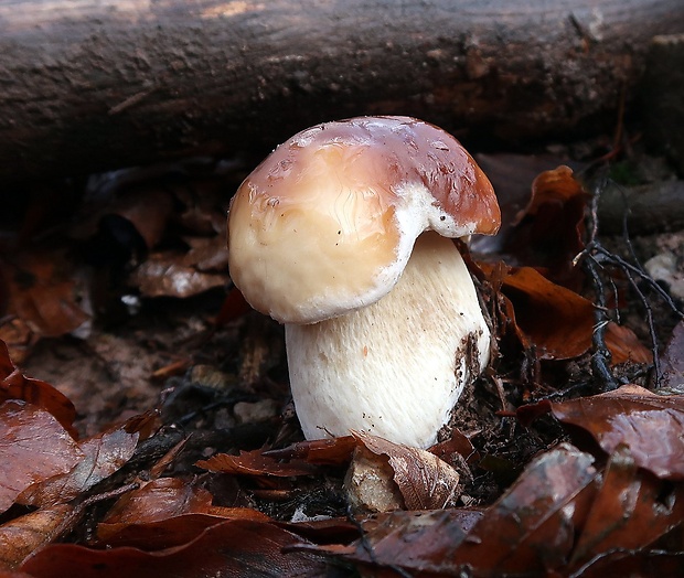 hríb smrekový Boletus edulis Bull.