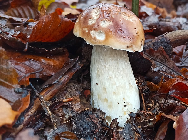 hríb smrekový Boletus edulis Bull.