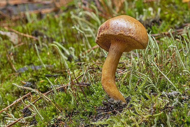 meďovec korenistý Chalciporus piperatus (Bull.) Bataille