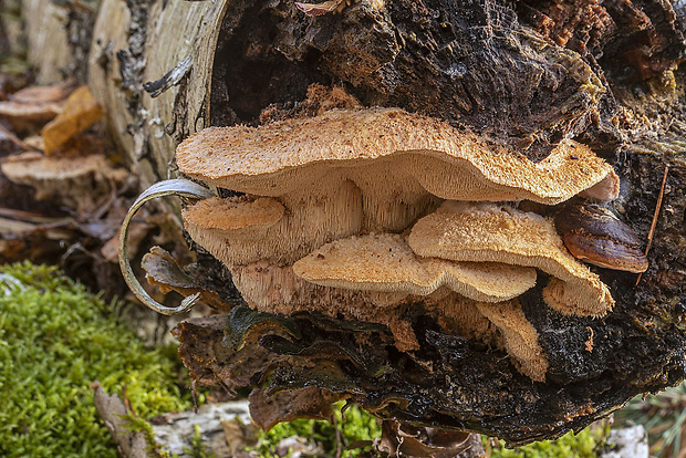 zubček teplomilný Climacodon pulcherrimus (Berk. & M.A. Curtis) Nikol.