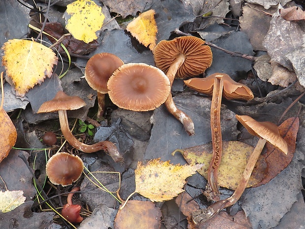 pavučinovec Cortinarius sp.