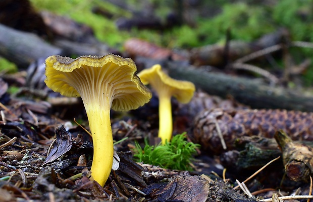 kuriatko lievikovité Craterellus tubaeformis (Fr.) Quél.