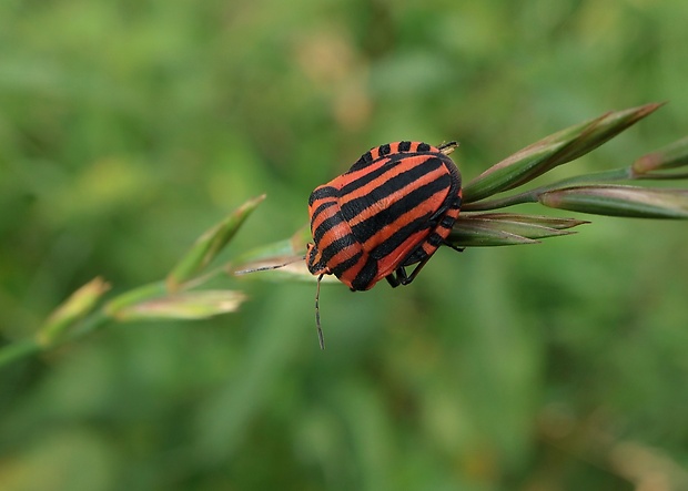 bzdocha pásavá Graphosoma italicum