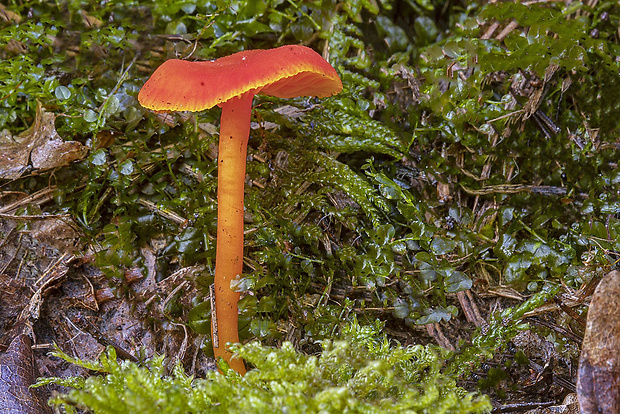 lúčnica krvavá Hygrocybe miniata (Fr.) P. Kumm.