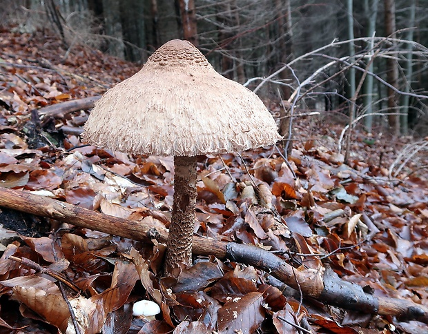 bedľa vysoká Macrolepiota procera (Scop.) Singer