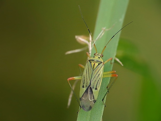 bzdôška Mermitelocerus schmidtii