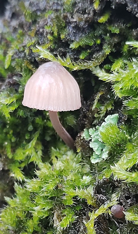 prilbička? Mycena sp.