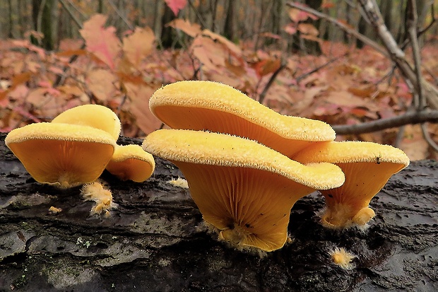 hlivník hniezdovitý Phyllotopsis nidulans (Pers.) Singer