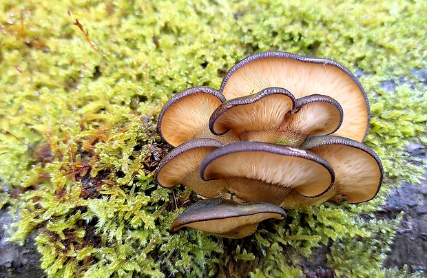 pňovka neskorá Sarcomyxa serotina (Pers.) P. Karst.